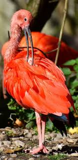 A Scarlet Ibis Preening Hayvanlar Ve Kus