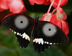 Pin By Fenella Ramsami On Butterfly Butterfly Butterfly Wings Beautiful Butterflies If this is true, how do butterflies know to continue avoiding the mountain after countless generations, and does it have to do with evolution? pinterest