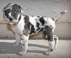 1,983 likes · 34 talking about this. Photo Of Harlequin Great Dane Pup Png