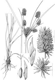 Image result for Pycreus mundtii