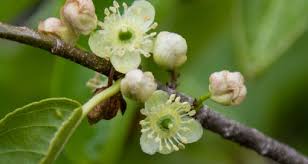 Image result for Salicaceae