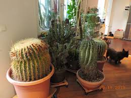 A christmas cactus is less spiky on the corners of the phylloclades, and has pink/purple anthers and. Every Day New Flowers In The Greenhouse In Koln Page 252 Cactiguide Com