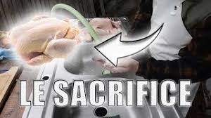 Comment tuer un coq sans le faire souffrir. Le Sacrifice Des Poulets Saigner Plumer Vider Youtube