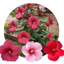 Image result for Hibiscus mechowii