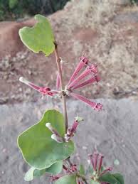 Image result for Tapinanthus dependens