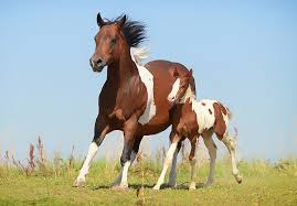 Decken spezialist mit 8 decken. Stuten Lieben Hengste Mit Tiefer Stimme Propferd At Osterreichs Unabhangiges Pferde Portal News Aktuelle News