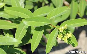 Image result for Tristellateia