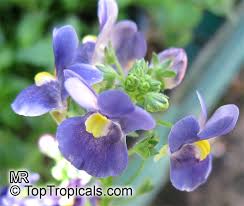Image result for Nemesia fruticans