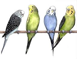 Pin By Tiffany Mann On Our House Parakeet Art Watercolor Bird Bird Drawings A budgie is a small parrot, and can mimic people's speech very well! parakeet art watercolor bird