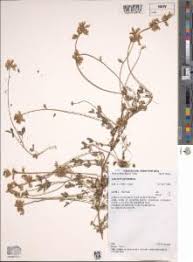 Image result for Lotononis bainesii