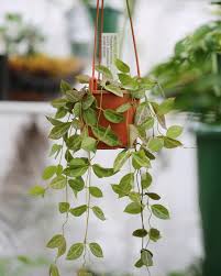 See more of rhess's tropical beauty indoor plants on facebook. Pin On Plants