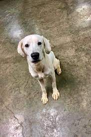 We did not find results for: These Indianapolis Based Puppies Are Up For Adoption And In Need Of A