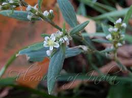 Image result for Polygonum aviculare