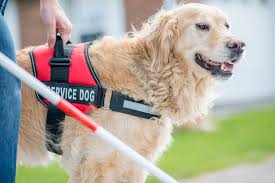 California Laws On Service Dogs And Emotional Support Animals In The Workplace Mann Elias