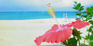 Hibiscus Flower Symbol Of Okinawa Flower Symbol Okinawa Hibiscus Flowers