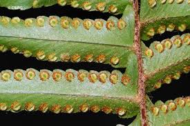 Image result for Nephrolepis