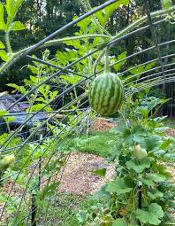 Using a trellis with a plastic (nylon) net (6 x 7 openings) that is approximately 72 inches high is a suitable trellis for pruned and unpruned vines. 18 Climbing Vegetables Fruits To Grow Vertically On A Trellis