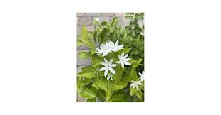 Image result for Jasminum multiflorum