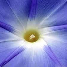 Image result for Ipomoea vernalis