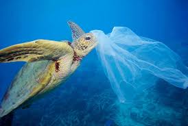 4 Ekim Dunya Hayvanlari Koruma Gunu Nde Daha Az Plastik Daha Cok Yasam Wwf