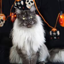 These gentle giants are known for their wild look our maine coon cats are from world winning catteries, from both here in the u.s. Pin On Gifts For People I Love