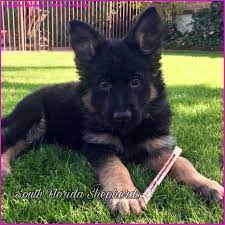 8 Beautiful German Shepherd Puppies Near Me In 2020 German Shepherd Puppies Puppies Near Me Gsd Puppies