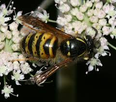 Closely related to finnish and karelian, veps is also written using latin script. Lumbrikus Veps Bier Og Humler