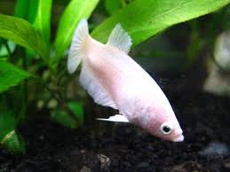 Betta Sorority Explanation And Assessment Betta Source
