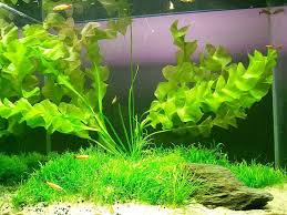 Image result for Aponogeton stuhlmannii