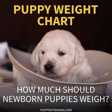 Determining how big your new puppy will eventually get depends on numerous factors such as genetics, how many siblings were in the litter, and nutrition. Puppy Weight Chart How Much Weight Should A Newborn Puppy Gain Per Day Puppy In Training