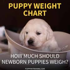 puppy weight chart how much weight