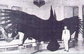 It is classified as a pelagornithid, or pelagornis sandersi is largest flying bird yet found, with a wingspan of up to 24 feet! Argentavis Magnificens The Largest Known Bird Ever To Have Existed With A Wingspan Between 23 30 Feet 9gag