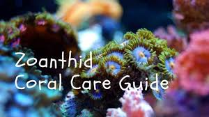 Zoanthid Coral Care Id And Feeding In A Reef Aquarium