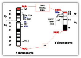 Chromosomes are structurally quite sophisticated, containing elements necessary for processes such as replication and segregation. Sexual Differentiation Endotext Ncbi Bookshelf