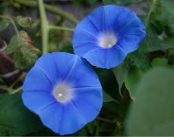 Morning Glory Seeds Heaven Blue Morning Glory Seeds Blue Etsy Morning Glory Seeds Blue Morning Glory Garden Vines