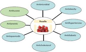 Image result for Ancylobothrys robusta