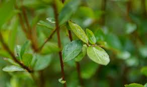 Noapte de vara, cu o chitara sub baobabii n floare iti cant. Machiaj FrumuseÅ£e CosmeticÄ