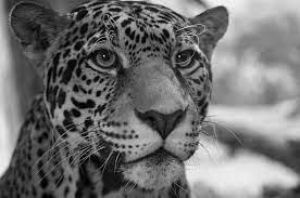 We did not find results for: Jaguar In Black And White Photograph By Sandy Keeton