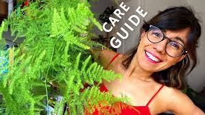 Just got an asparagus fern? WATCH THIS!