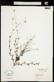 Image result for Afrosciadium nyassicum