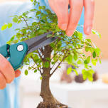 Central Arkansas Bonsai Society