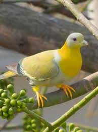 The Yellow Footed Green Pigeon Treron Phoenicoptera Also Known As Yellow Legged Green Pigeon Is A Common Species Of Green P Green Pigeon Birds Nature Birds