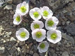 Image result for Ranunculus volkensii