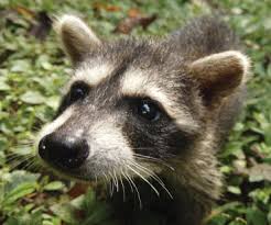 What To Do When You Find Baby Raccoons And The Mom Isn T Near News