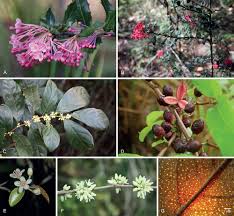 Image result for Casearia gladiiformis