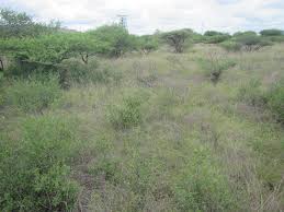 Image result for Aristida scabrivalvis