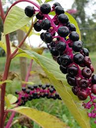 Image result for Phytolacca