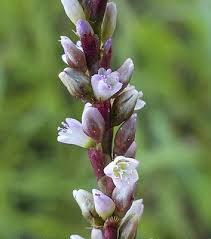 Image result for Persicaria decipiens