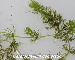Image result for Ceratophyllaceae