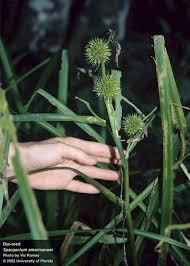 Image result for Panicum margaritiferum